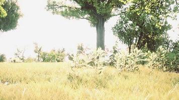 Malerischer Blick auf den Park mit grüner Wiese in der Stadt video