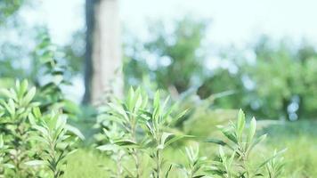 Green lawn with large courtyard at the morning sun video