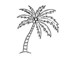 Palm Tropical Tree hand drawn illustration. vector