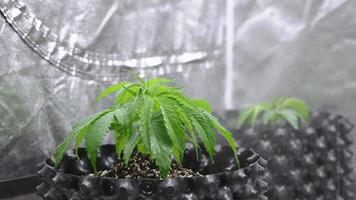 Closeup female hand spraying liquid fertilizer on cannabis plant, watering plants with mineral and nutrients, home indoor organic marihuana growing for medical usage, auto flower plants biotechnology video