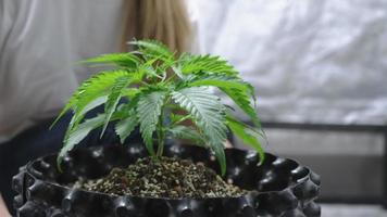 Blonde female take care of cannabis plant in organic soil pot, ganja marijuana young plant, cultivation process inside air pot, thc cbd for medical purpose, inside growing tent indoor planting