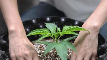 le mani femminili si prendono cura del terreno di cannabis in vaso d'aria tenda per la coltivazione domestica al coperto, piantagione di cannabis per scopi medici, erba di ceppo di erba sativa indica, giovane pianta di erba che aggiunge fertilizzante alle piante video