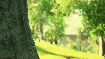 Green lawn with large courtyard at the morning sun video