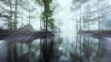 étang dans une forêt avec brouillard