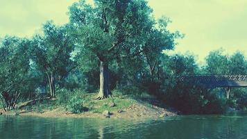 paisaje de estanque de bosque verde de verano video