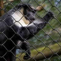 Port Lympne, Kent, UK, 2014. Diana Monkey photo