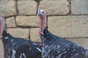 turkeys on the range, rearing poultry on the farm photo