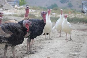 turkeys on the range, rearing poultry on the farm photo