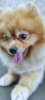 un perro spitz en la mesa de un peluquero después de un corte de pelo. hermoso perrito foto