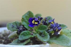 casa flor violeta florece con flores azules foto