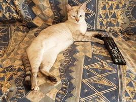 small cat on sofa with tv remote control photo