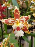 orange tiger orchid photo