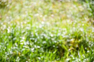 Defocused and abstract daylight from the dew drops on the top of the grass in the morning is Beauty. Colorful bright green with bokeh from blur background in garden with landscape images every summer photo