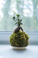 Bonsai tree in kokedama ball photo