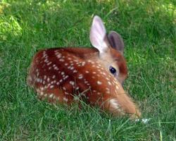 baby deer lying in the grass photo