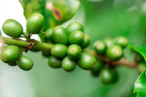 cerezas de cafe granos de café en el cafeto, rama de un cafeto con frutos maduros con rocío. imagen del concepto. foto