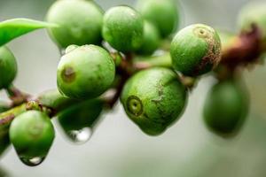 Coffee cherries. Coffee beans on coffee tree, branch of a coffee tree with ripe fruits with dew. Concept Image. photo