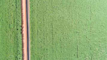 Sugar cane hasvest plantation aerial. Pipelines for the transport of renewable fuel. Aerial top view of a agriculture fields. Sugar Cane farm. Sugar cane fields view from the sky. photo