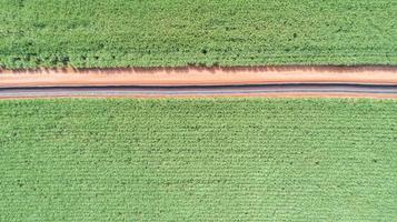 Sugar cane hasvest plantation aerial. Pipelines for the transport of renewable fuel. Aerial top view of a agriculture fields. Sugar Cane farm. Sugar cane fields view from the sky. photo