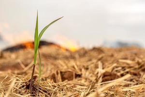 Dry grass burns, natural disaster. Focus on a small sugar cane plant. Brazil. Sugar cane plantation. photo