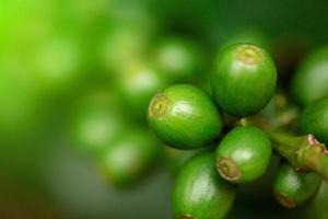 Coffee cherries. Coffee beans on coffee tree, branch of a coffee tree with ripe fruits with dew. Concept Image. photo