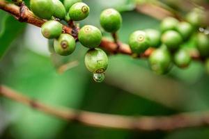 Coffee cherries. Coffee beans on coffee tree, branch of a coffee tree with ripe fruits with dew. Concept Image. photo