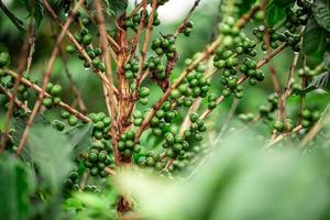 Coffee cherries. Coffee beans on coffee tree, branch of a coffee tree with ripe fruits with dew. Concept Image. photo