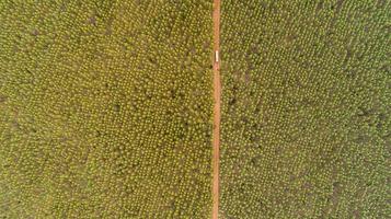 Plantation of eucalyptus trees, view from above. Eucalyptus forest. photo