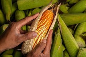 Fresh corn on cobs, closeup. Sweet corn ears background. photo