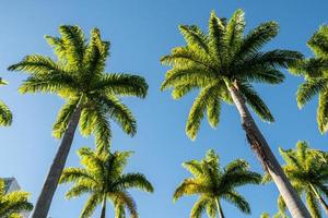 Beautiful view to imperial palm trees on the rainforest photo