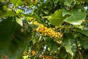 bayas de café arábica rojas frescas en el árbol en la finca de café, sul de minas, brasil, una utopía de productores de café. Granja organica. café brasileño. de cerca. suave luz del sol. foto