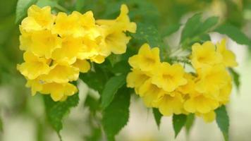 Nahaufnahme der gelben Blume im Garten video