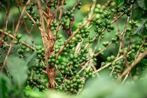 Coffee cherries. Coffee beans on coffee tree, branch of a coffee tree with ripe fruits with dew. Concept Image. photo