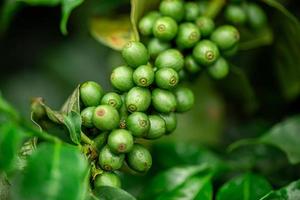 Coffee cherries. Coffee beans on coffee tree, branch of a coffee tree with ripe fruits with dew. Concept Image. photo