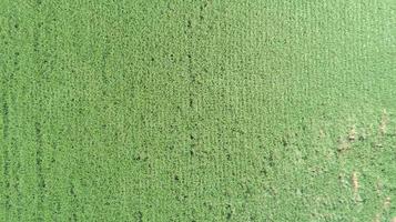 Sugar cane hasvest plantation aerial. Aerial top view of a agriculture fields. Sugar Cane farm. Sugar cane fields view from the sky. photo