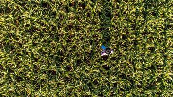 Top view of a agronomist holds tablet touch pad computer in the corn field and examining crops before harvesting. Agribusiness concept. Brazilian farm. photo