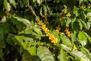 bayas de café arábica rojas frescas en el árbol en la finca de café, sul de minas, brasil, una utopía de productores de café. Granja organica. café brasileño. de cerca. suave luz del sol. foto