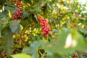 bayas de café arábica rojas frescas en el árbol en la finca de café, sul de minas, brasil, una utopía de productores de café. Granja organica. café brasileño. de cerca. suave luz del sol.