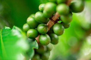 cerezas de cafe granos de café en el cafeto, rama de un cafeto con frutos maduros con rocío. imagen del concepto. foto