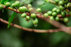 Coffee cherries. Coffee beans on coffee tree, branch of a coffee tree with ripe fruits with dew. Concept Image. photo