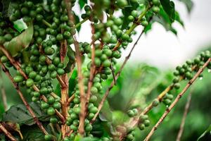 Coffee cherries. Coffee beans on coffee tree, branch of a coffee tree with ripe fruits with dew. Concept Image. photo