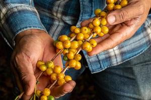 granos de café madurando, café fresco, rama de bayas amarillas, agricultura industrial en árboles. grano de café en el árbol. foto