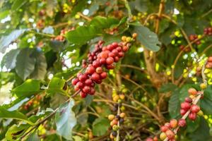 bayas de café arábica rojas frescas en el árbol en la finca de café, sul de minas, brasil, una utopía de productores de café. Granja organica. café brasileño. de cerca. suave luz del sol. foto