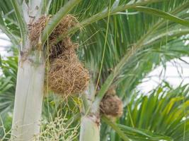 Empty bird nest on trees photo