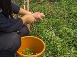 Woman hands harvesting fresh organic tomatoes in a garden photo