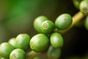 Coffee cherries. Coffee beans on coffee tree, branch of a coffee tree with ripe fruits with dew. Concept Image. photo