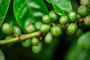 Coffee cherries. Coffee beans on coffee tree, branch of a coffee tree with ripe fruits with dew. Concept Image. photo