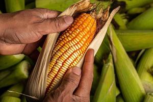 Fresh corn on cobs, closeup. Sweet corn ears background. photo