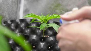 la mano femenina está rociando agua en un árbol de cannabis de crecimiento alternativo desde una botella de spray, regando plantas de interior, añadiendo spray de fertilizante a la superficie de tierra, jardinería doméstica, cuidado de plantas, vista de primer plano de 4k video