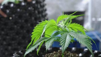 Cannabis-Anbaukonzept, wachsender organischer Bodentopf, Ganja-Marihuana-Jungpflanze, thc cbd für medizinische Zwecke, Indoor-Unkrautanbau, Ganja-Anbau, medizinische Freizeit-Indica-Sativa-Hybridpflanzen video